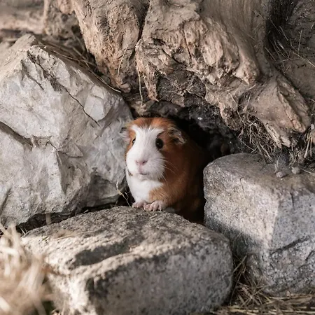 Holiday home Rossweid Huette