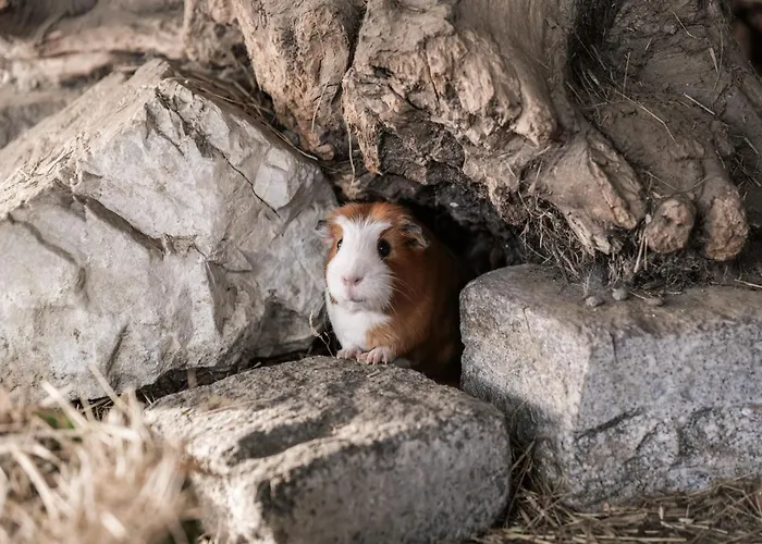 بيت للعطل Rossweid Huette